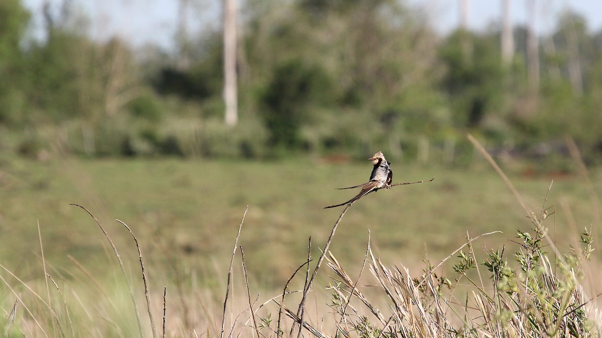 Streamer-tailed Tyrant - ML629543927