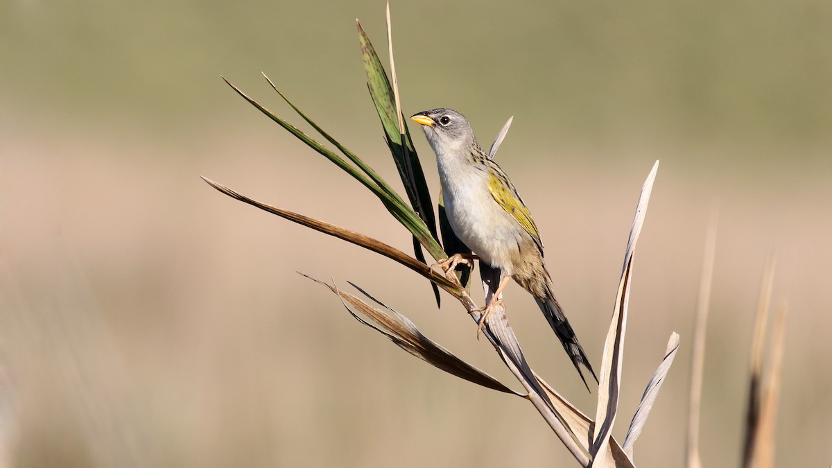 Lesser Grass-Finch - ML629543953