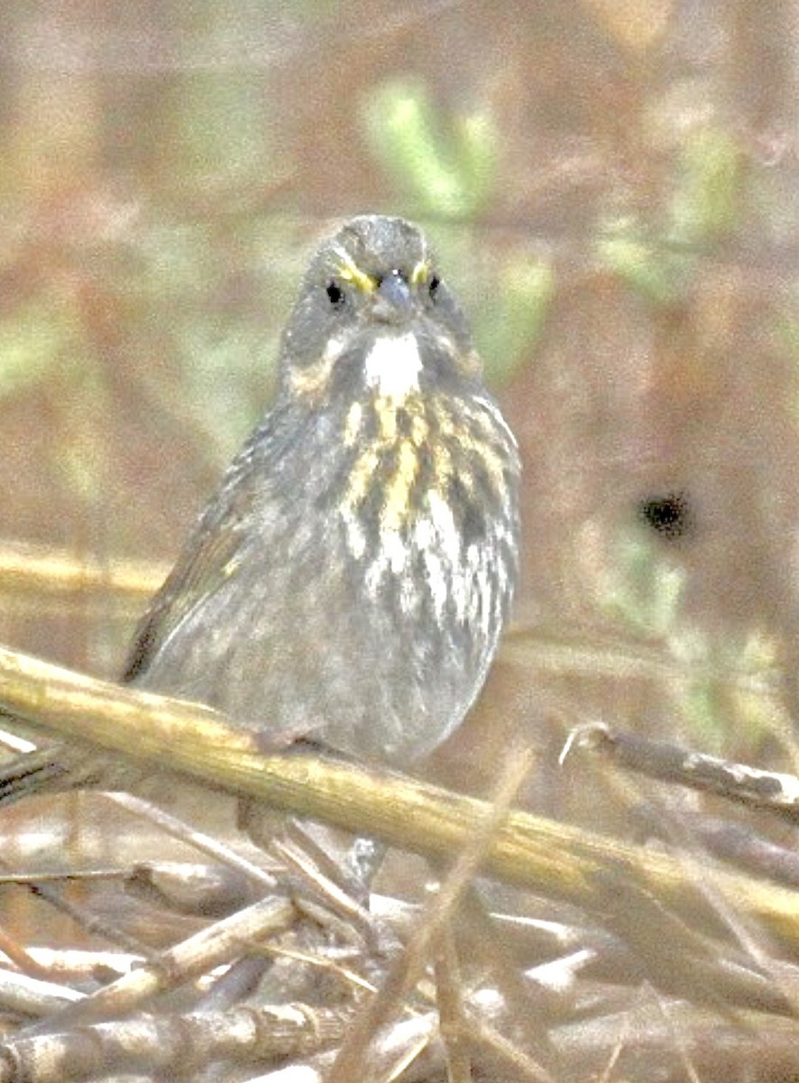Seaside Sparrow (Atlantic) - ML629543961