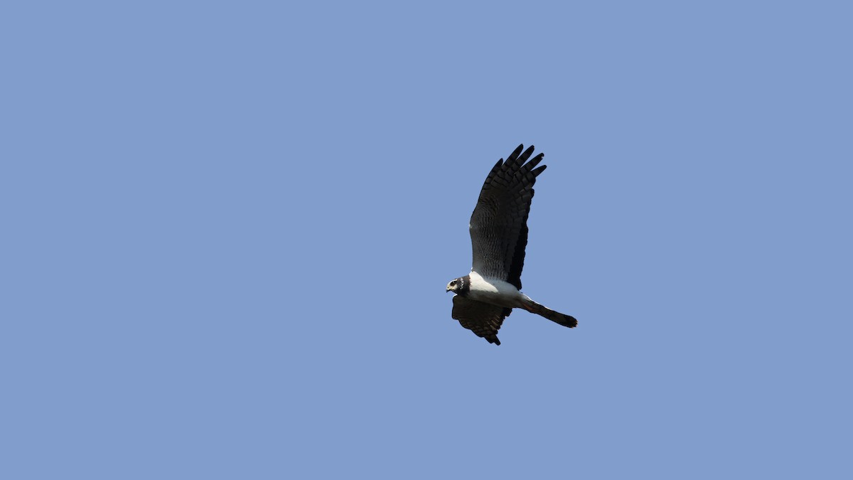 Long-winged Harrier - ML629543967