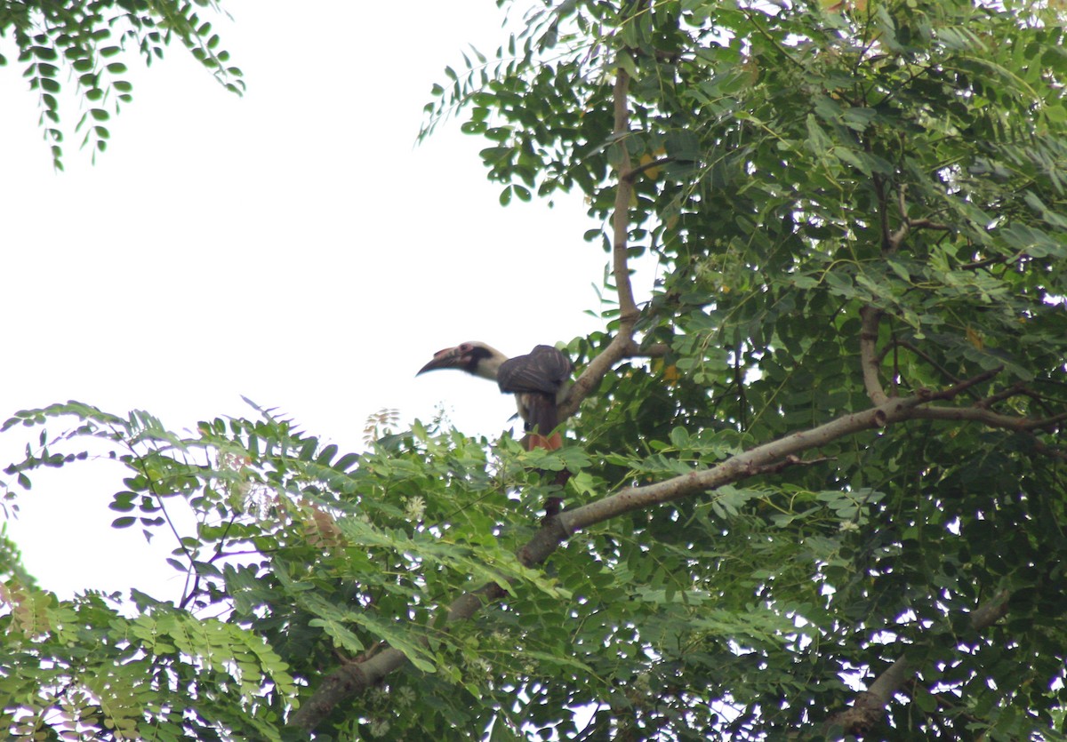 Luzon Hornbill - ML629543973