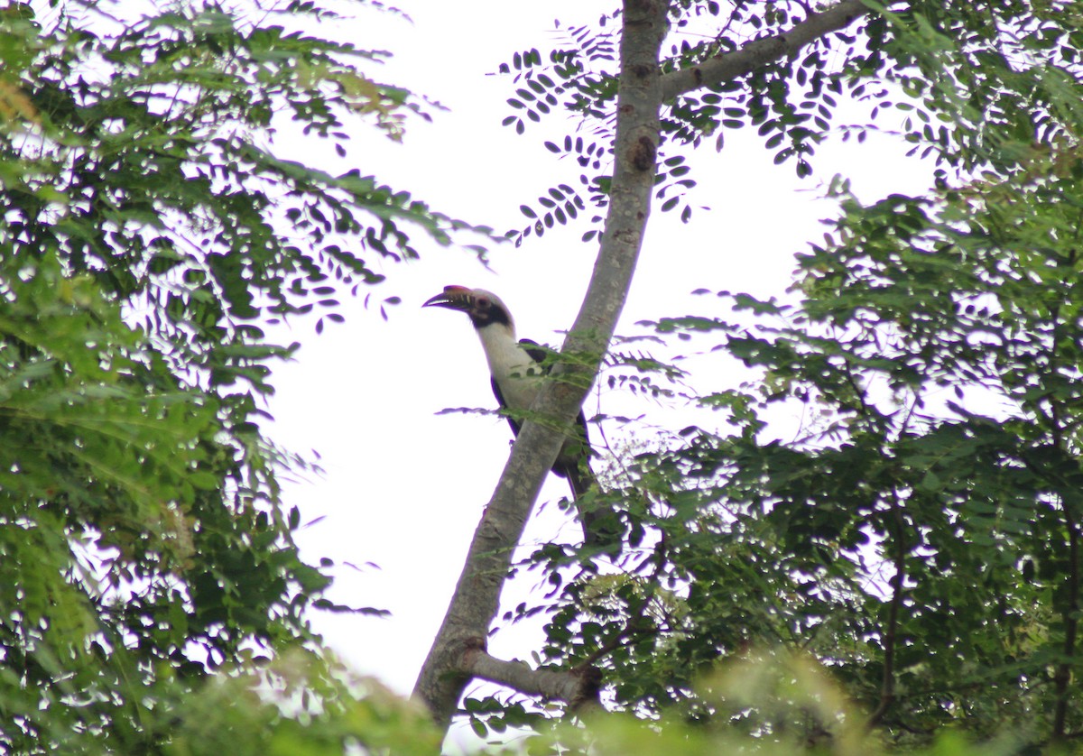 Luzon Hornbill - ML629543974