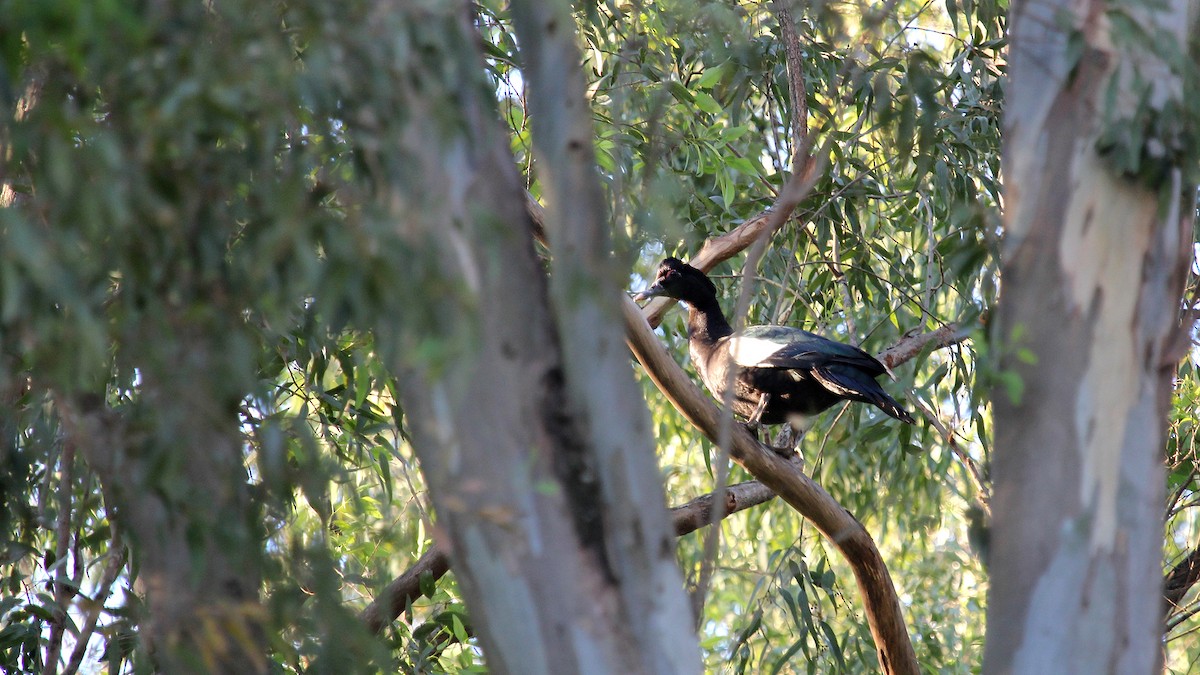 Muscovy Duck - ML629543984