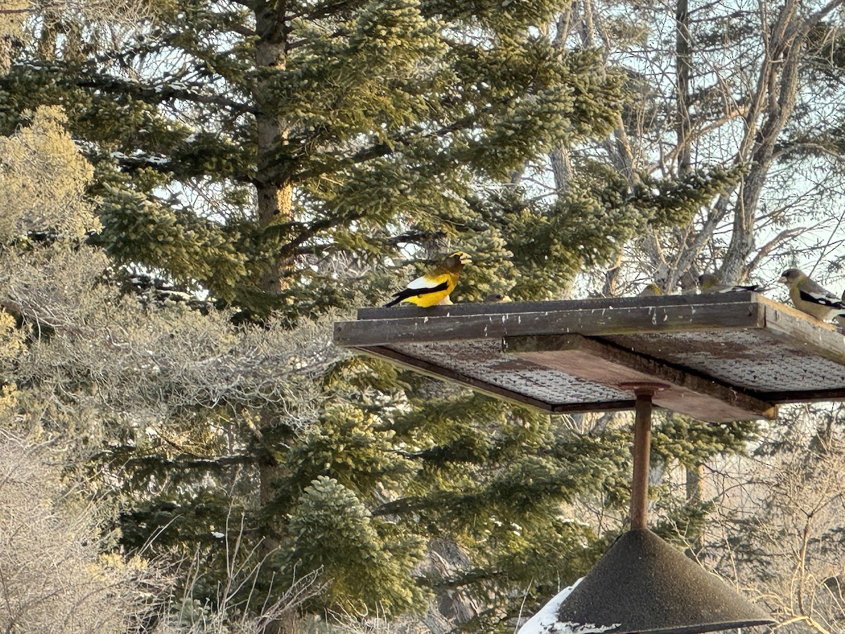 Evening Grosbeak - ML629544090