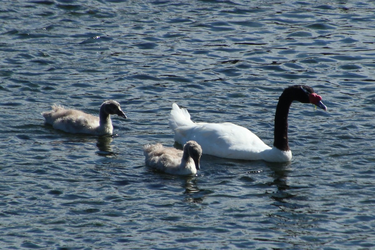 Cisne Cuellinegro - ML629544121