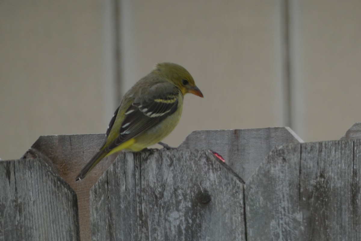 Western Tanager - ML629544130