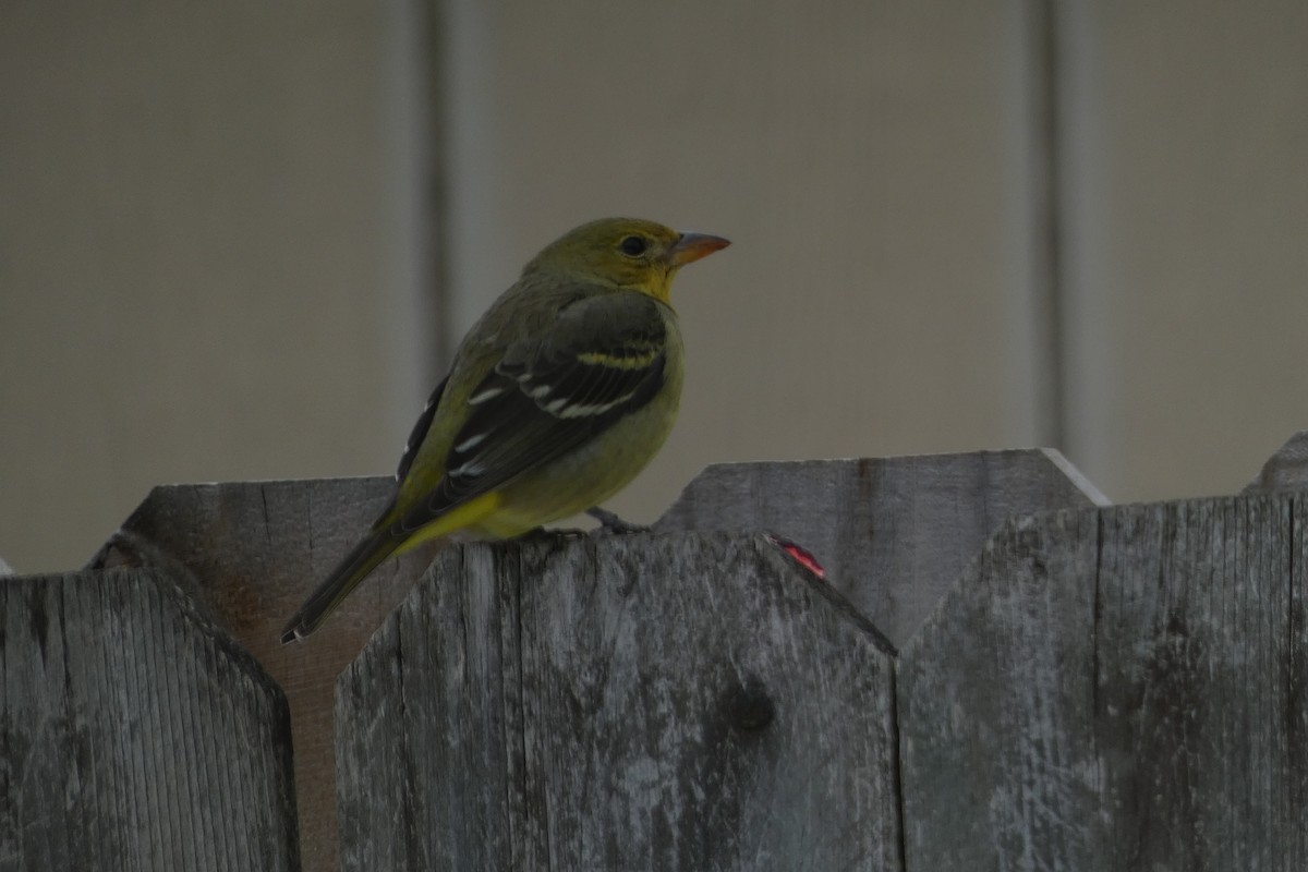 Western Tanager - ML629544139