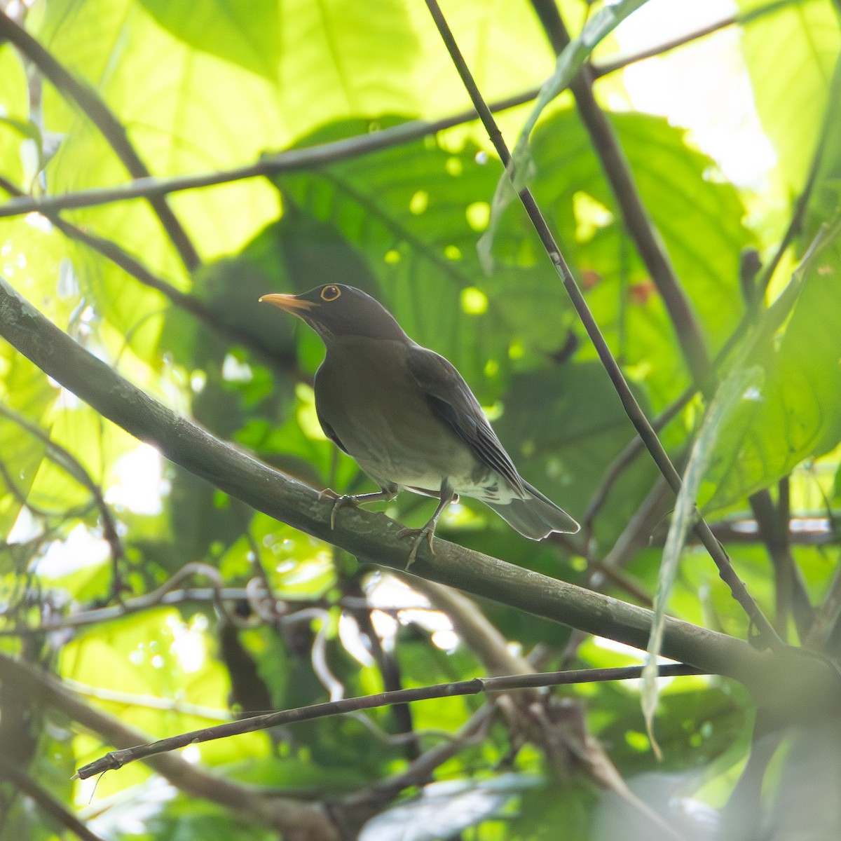 Lawrence's Thrush - ML629544146