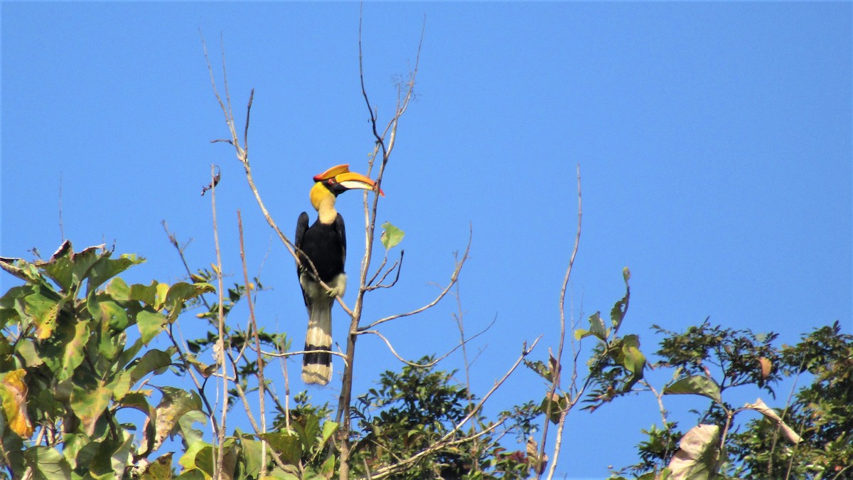 dvojzoborožec žlutozobý - ML629544219