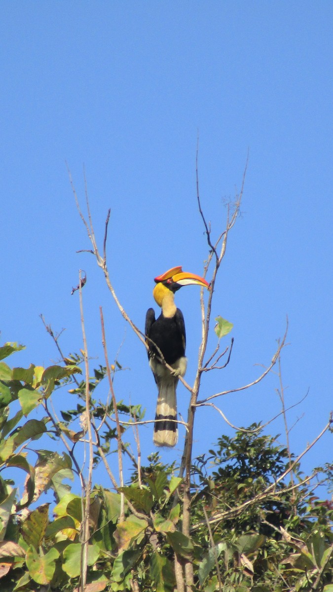 dvojzoborožec žlutozobý - ML629544226