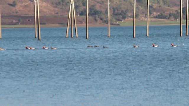 Red-crested Pochard - ML629544233