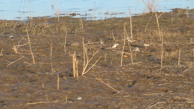 Little Ringed Plover - ML629544251