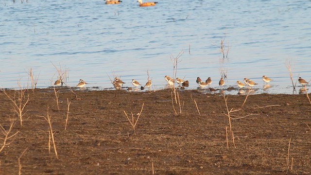 Kentish Plover - ML629544265