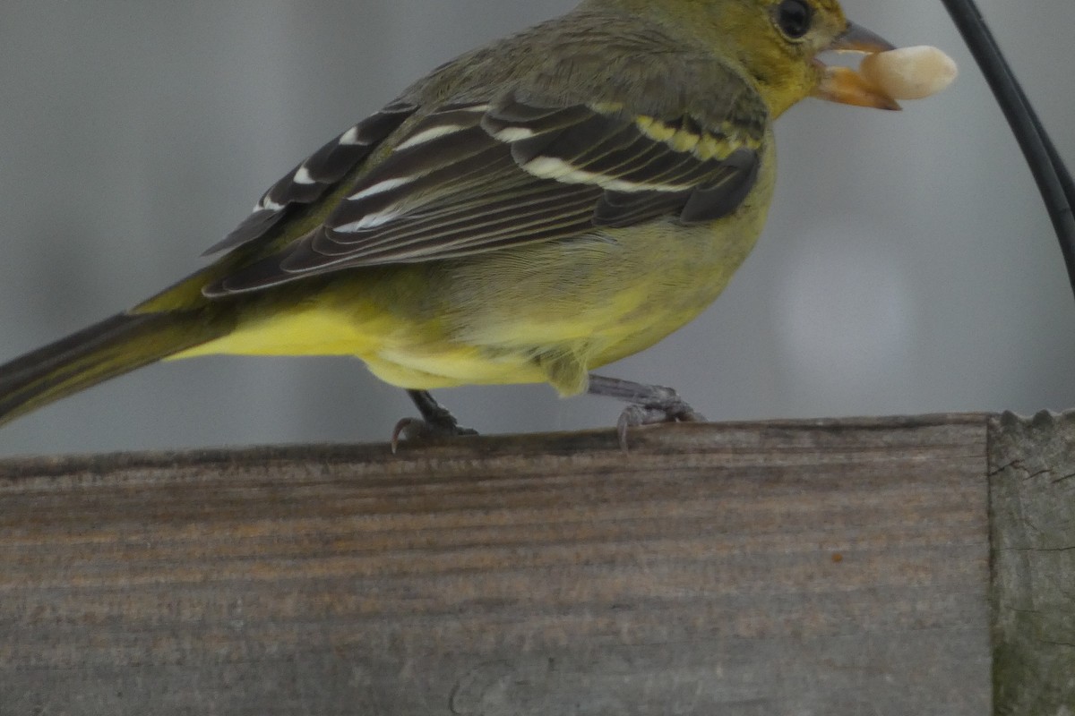 Western Tanager - ML629544541