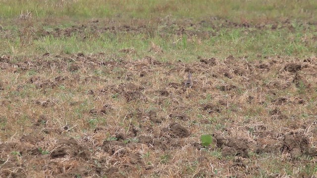 Gray-headed Lapwing - ML629544587