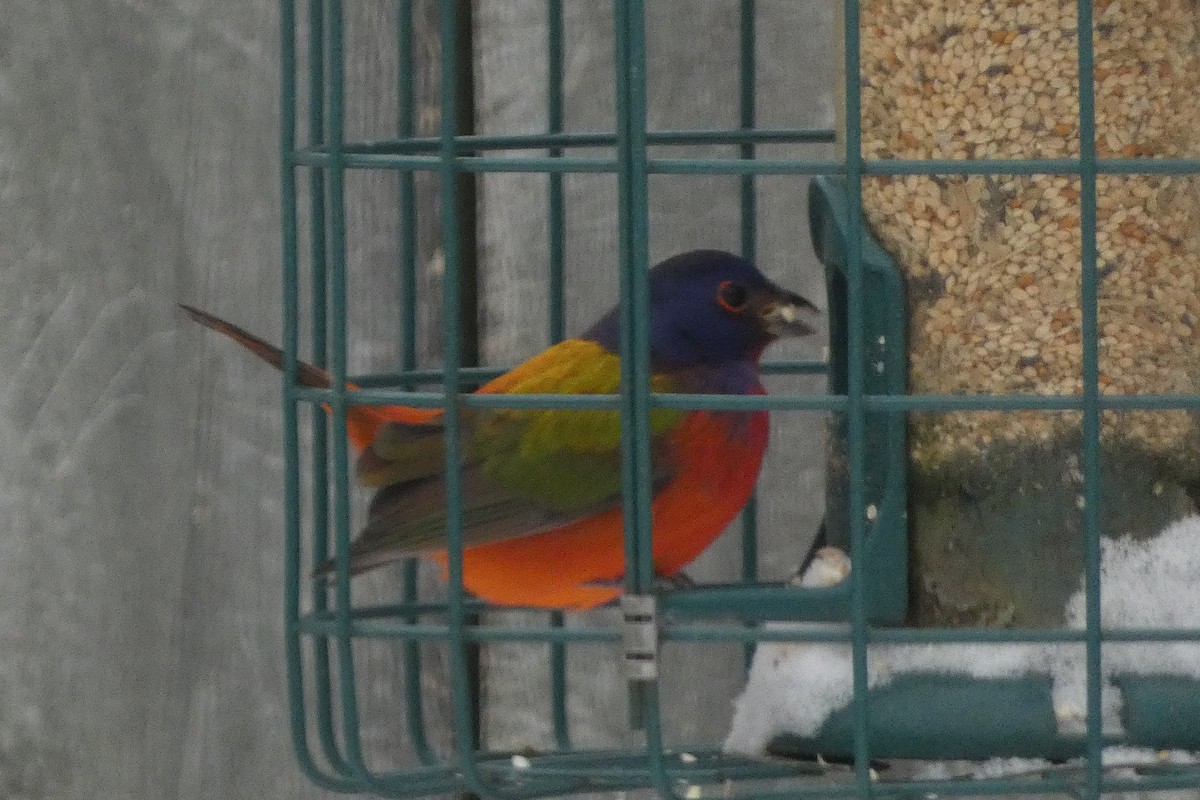 Painted Bunting - ML629544675