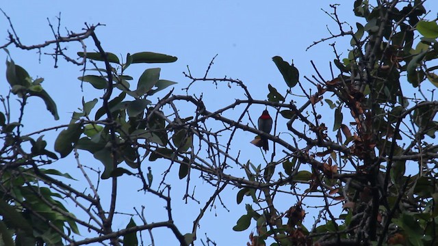 Vigors's Sunbird - ML629544710