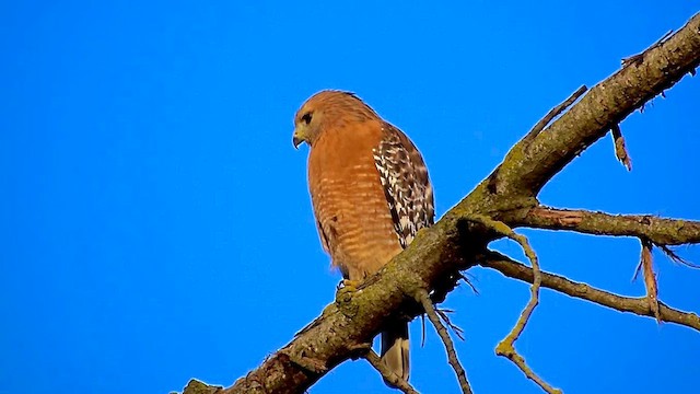 Red-shouldered Hawk - ML629545144