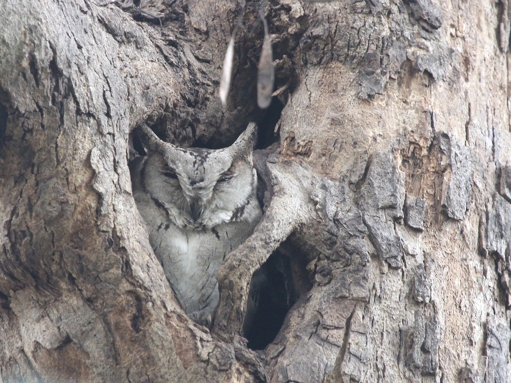 Indian Scops-Owl - ML629545240