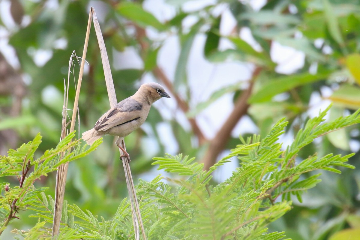 Gray-capped Social-Weaver - ML629545245