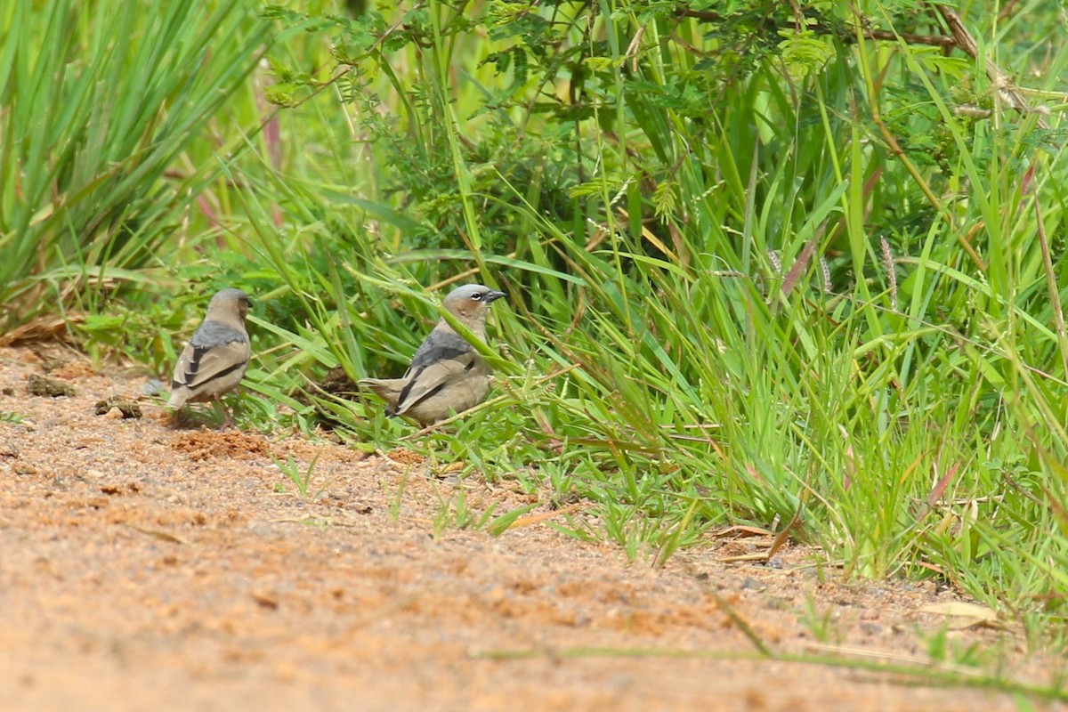 Gray-capped Social-Weaver - ML629545246