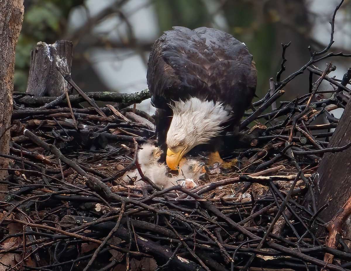 Bald Eagle - Brian Smith