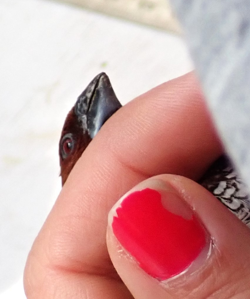 Scaly-breasted Munia (Checkered) - ML629545437