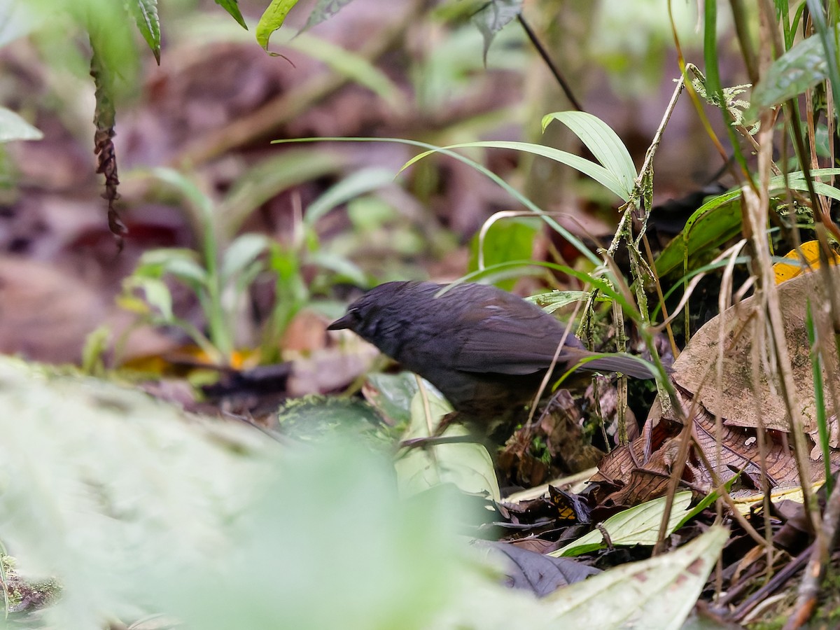 Rufous-vented Tapaculo - ML629545645