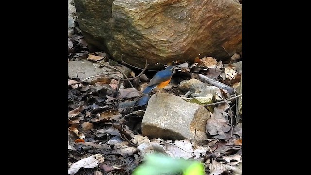 Indian Blue Robin - ML629545744