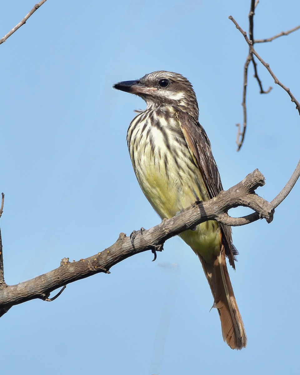 Sulphur-bellied Flycatcher - ML629545762