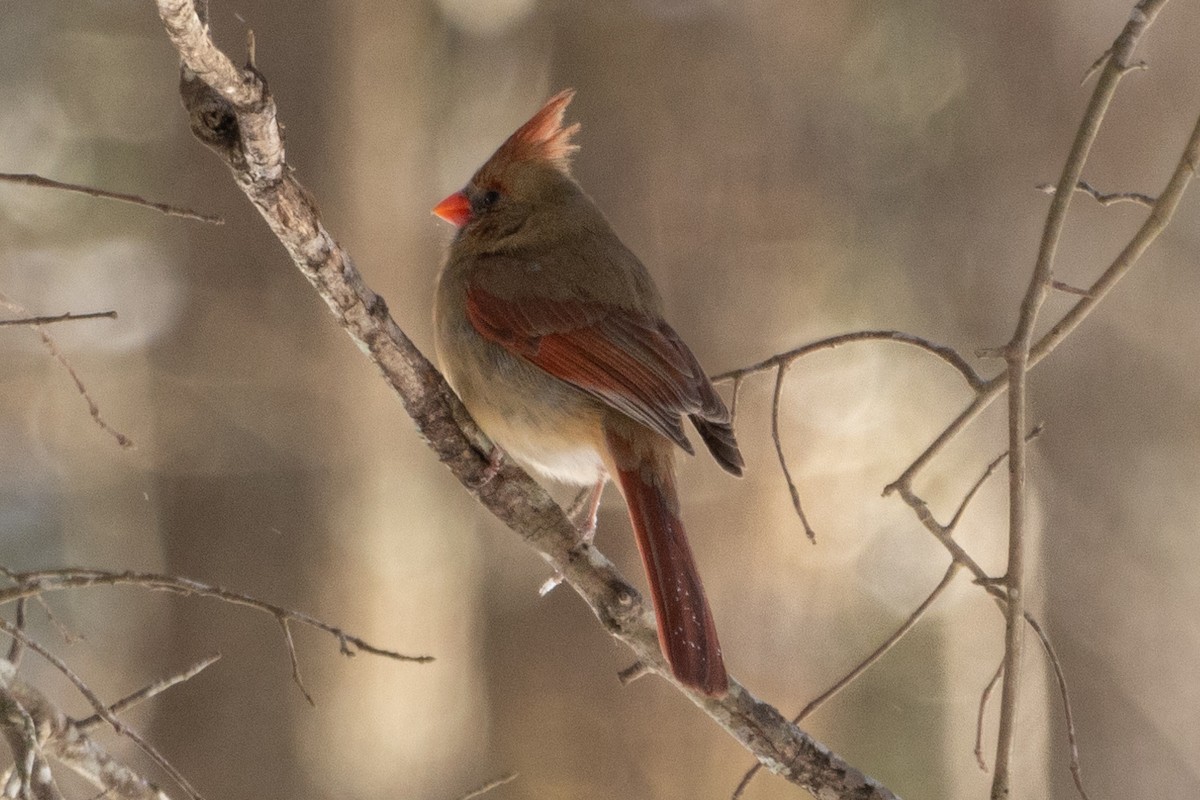 Northern Cardinal - ML629545770