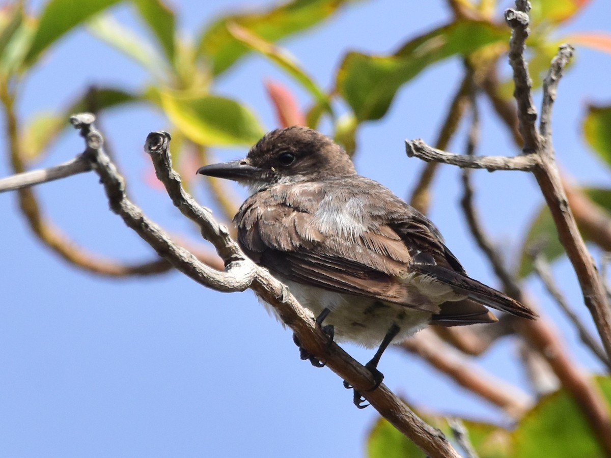 Eastern Kingbird - ML629545868