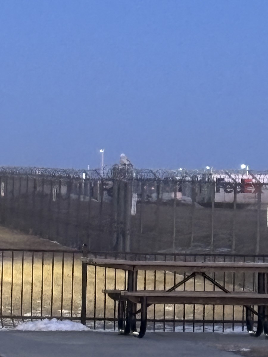 Snowy Owl - ML629546134