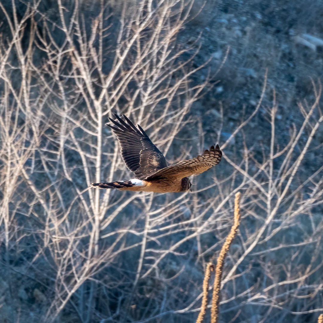 Northern Harrier - ML629546360