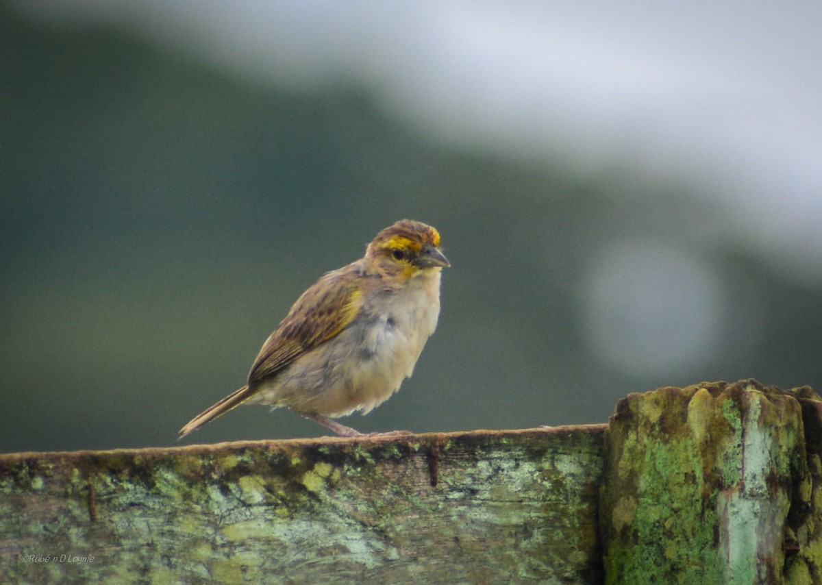 Желтощёкая овсянка-барсучок - ML629546813