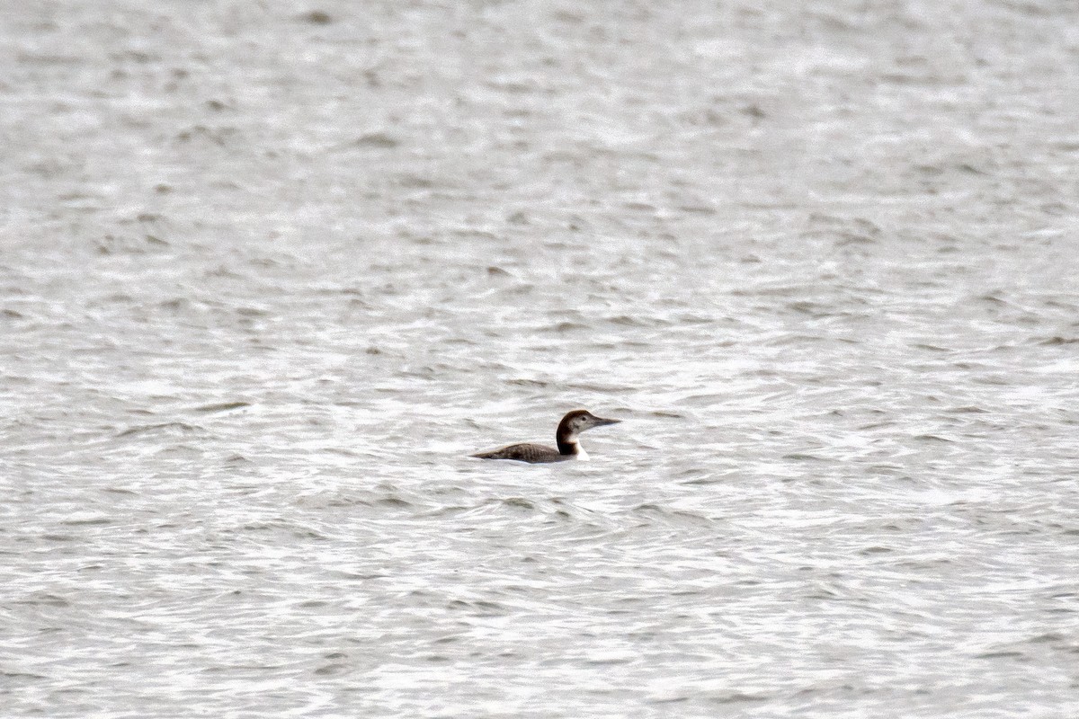 Common Loon - ML629547262
