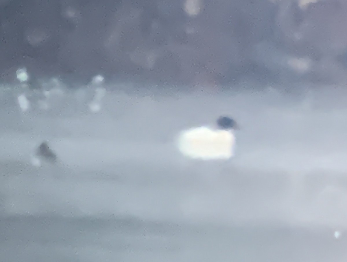 Common Merganser - ML629547379
