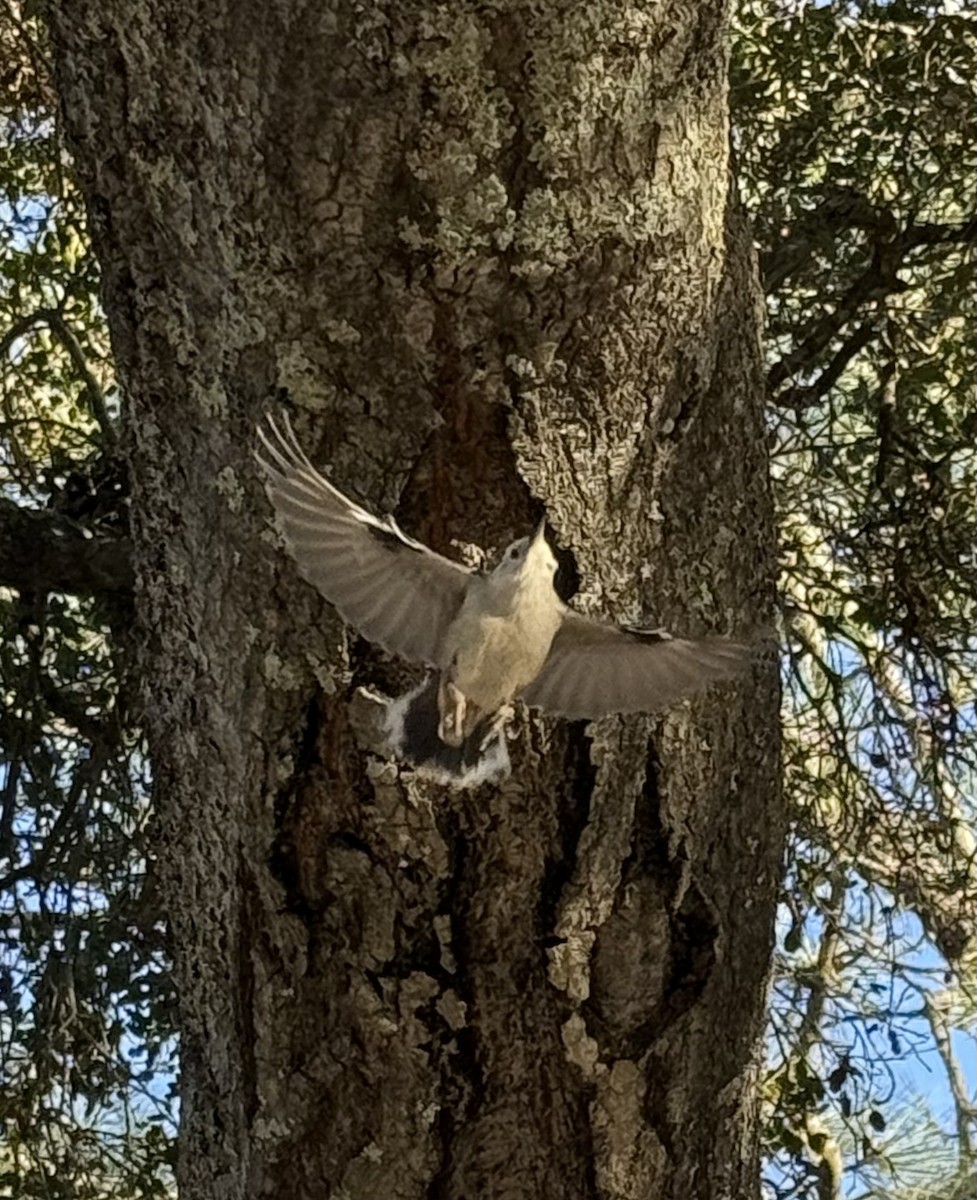 White-breasted Nuthatch - ML629547394