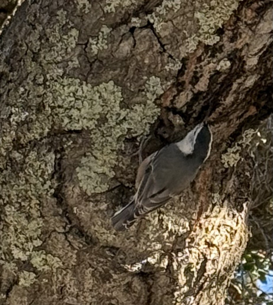White-breasted Nuthatch - ML629547398