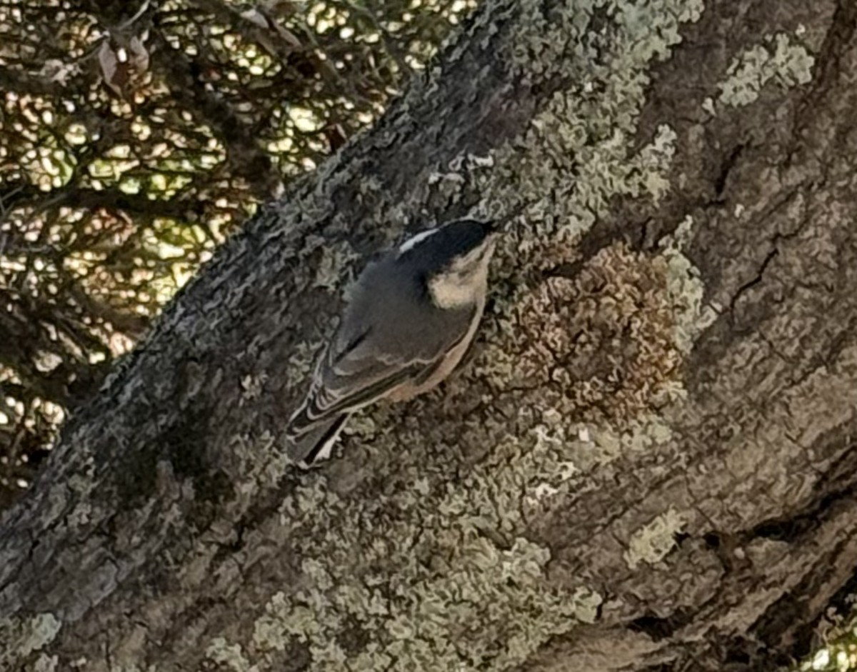 White-breasted Nuthatch - ML629547399