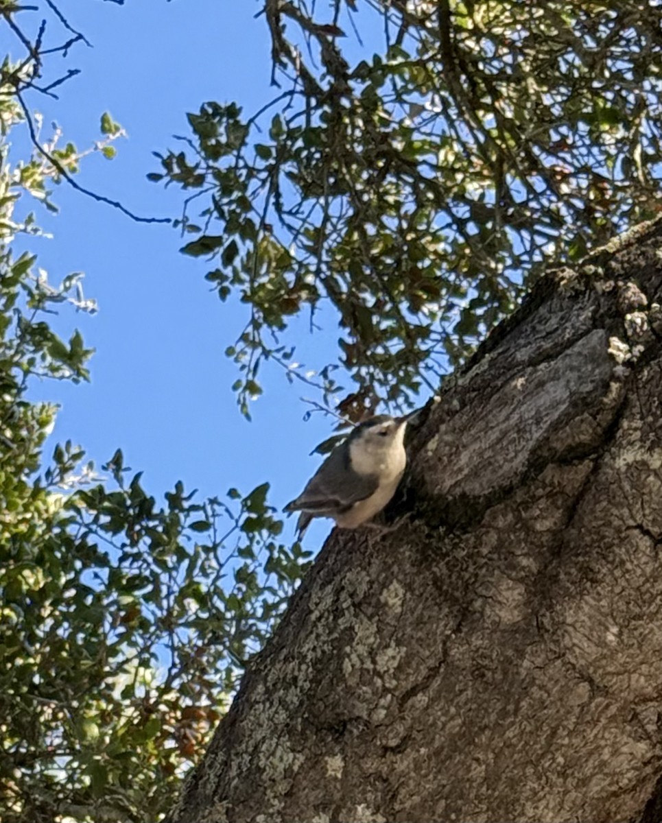 White-breasted Nuthatch - ML629547403