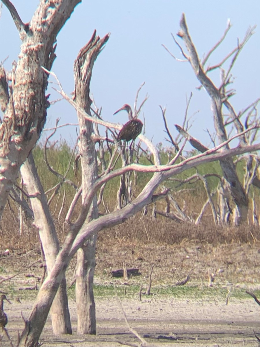 Limpkin - ML629547528