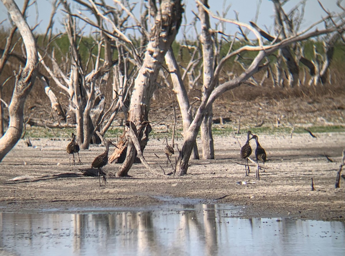 Limpkin - ML629547529