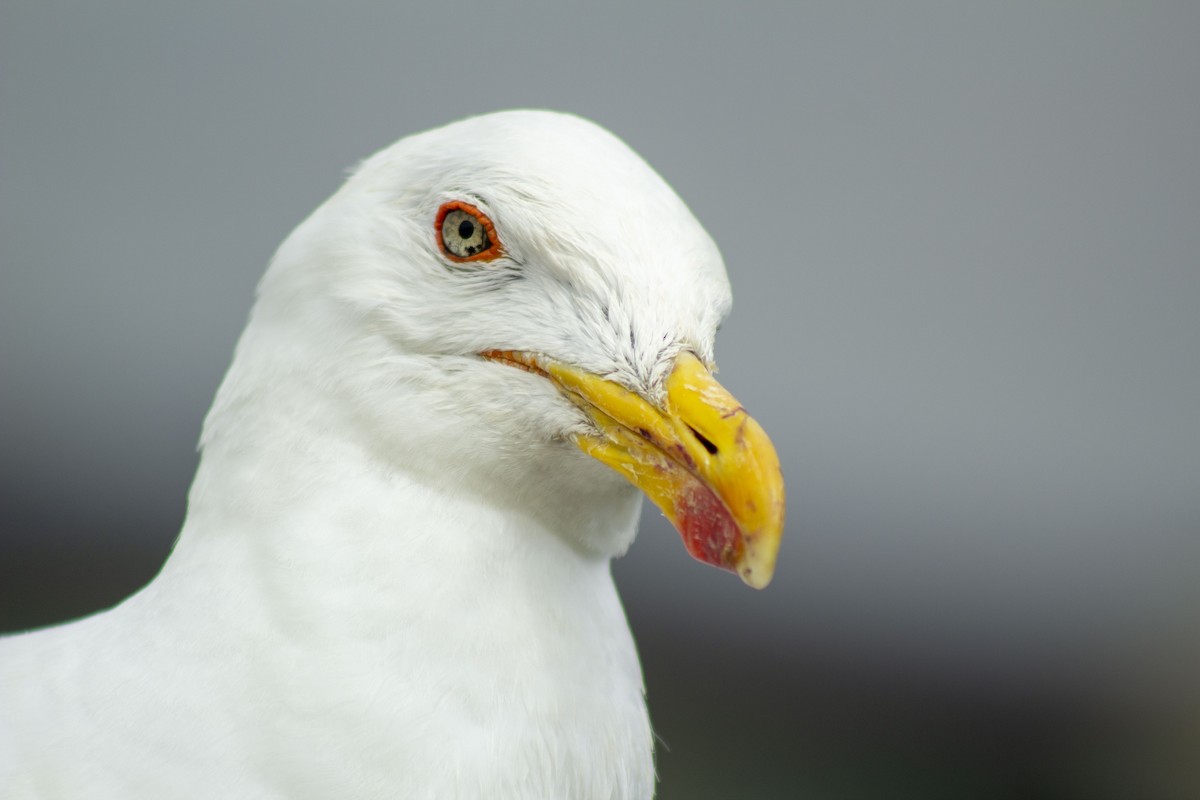 Kelp Gull - ML629547767
