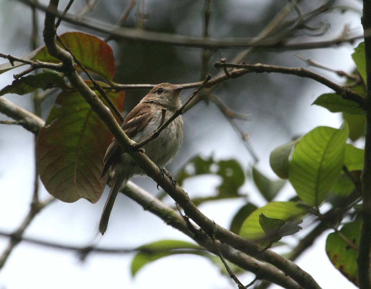 Mouse-colored Tyrannulet (Southern) - ML629547926