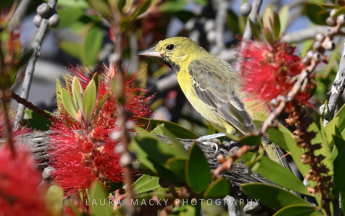 Orchard Oriole - ML629548012