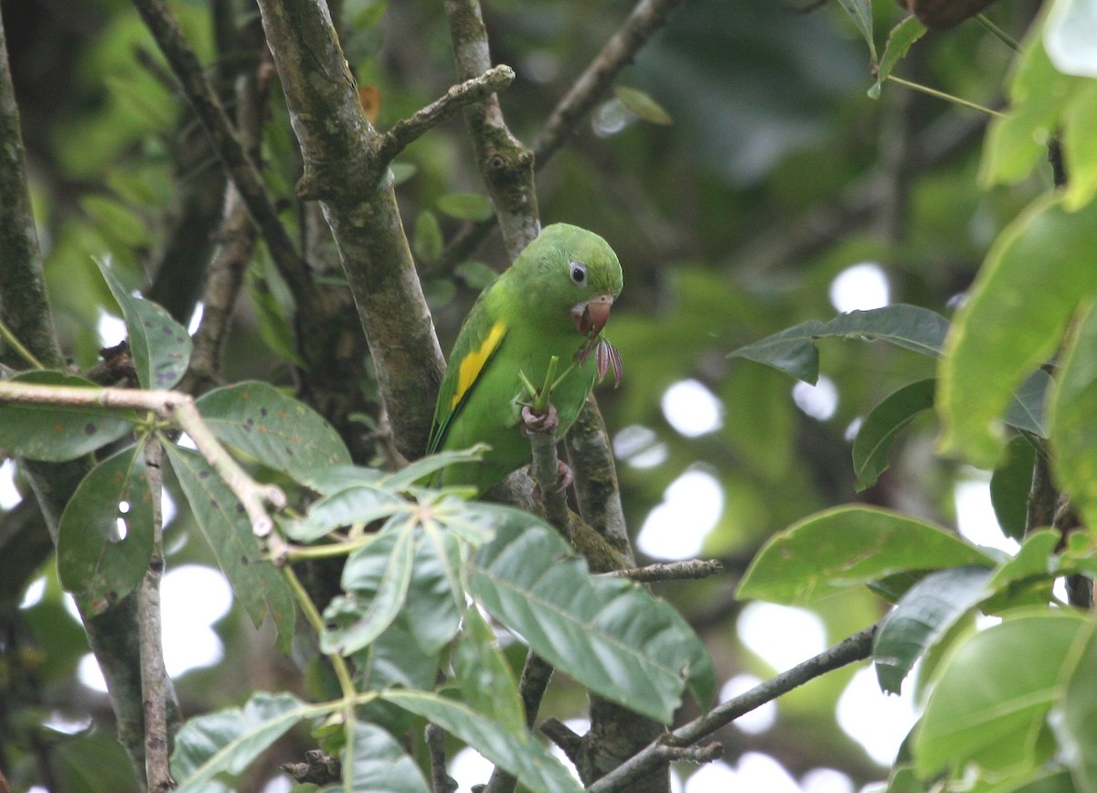 キカタインコ - ML629548044