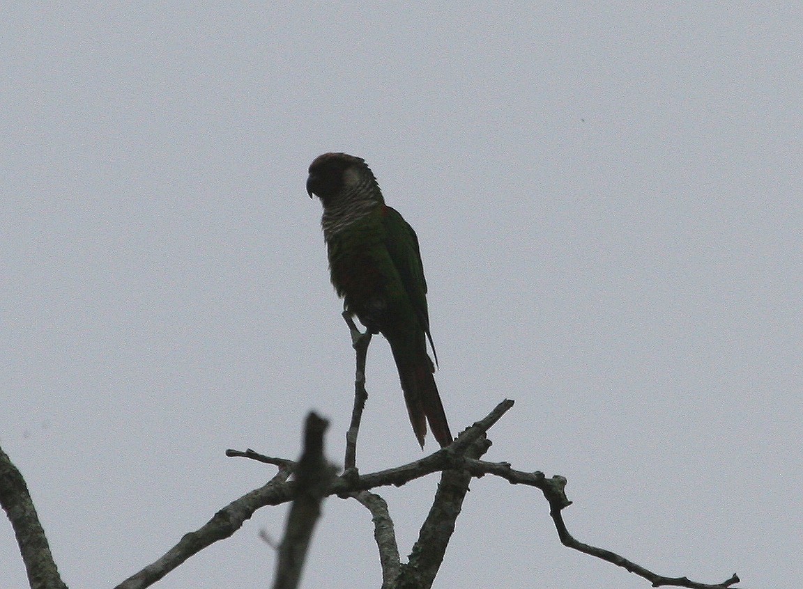 ハイムネウロコインコ - ML629548140
