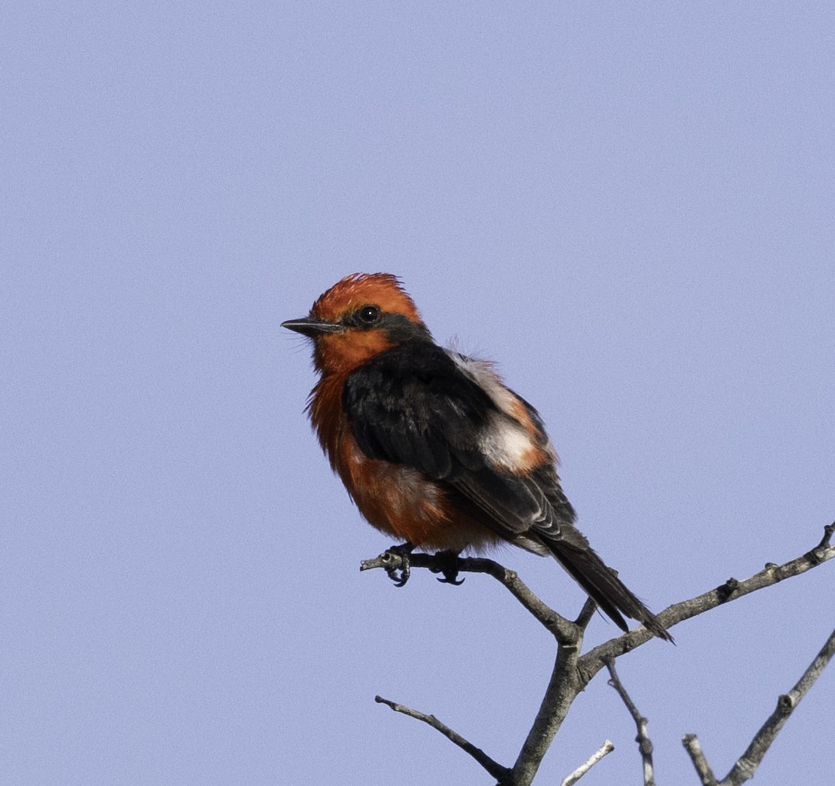 Vermilion Flycatcher (saturatus) - ML629548481