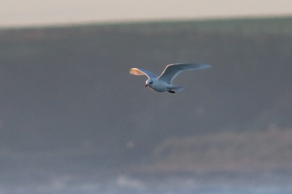 Mediterranean Gull - ML629548554
